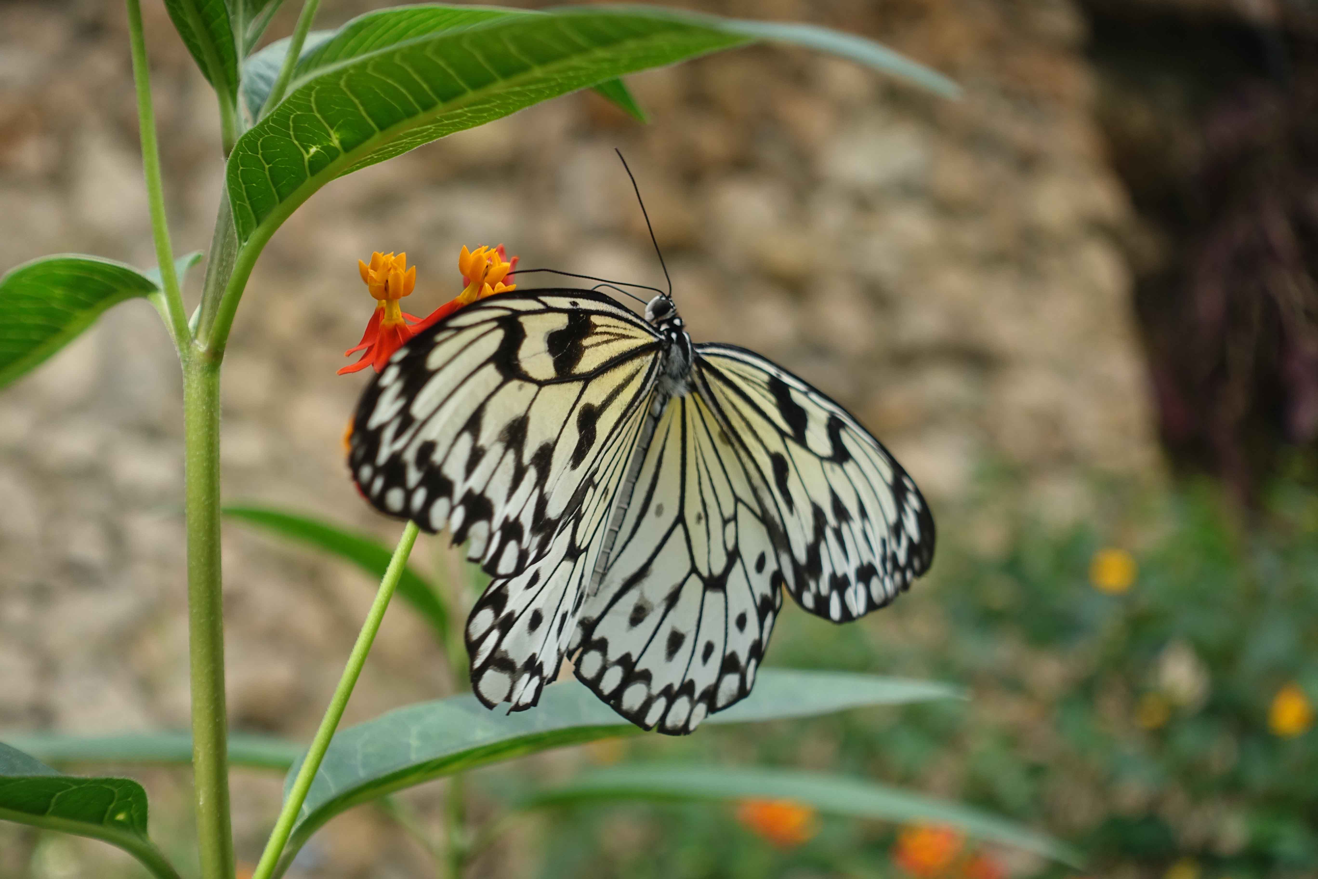 aSchmetterling